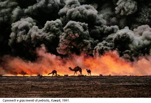 Cammelli e giacimenti di petrolio, Kuwait, 1991.