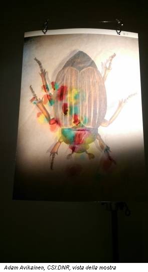 Adam Avikainen, CSI:DNR, vista della mostra