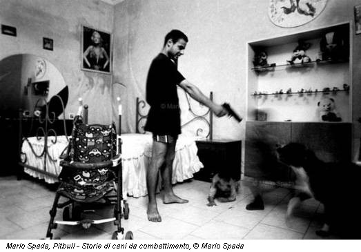 Mario Spada, Pitbull - Storie di cani da combattimento, © Mario Spada