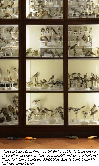 Vanessa Safavi Each Color is a Gift for You, 2012, Installazione con 17 uccelli in tassidermia, dimensioni variabili Veduta Accademia dei Fisiocritici, Siena Courtesy AGIVERONA, Galerie Chert, Berlin PH. Michele Alberto Sereni