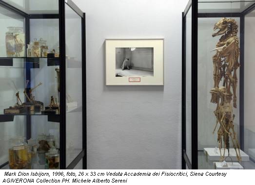 Mark Dion Isbijorn, 1996, foto, 26 x 33 cm Veduta Accademia dei Fisiocritici, Siena Courtesy AGIVERONA Collection PH. Michele Alberto Sereni