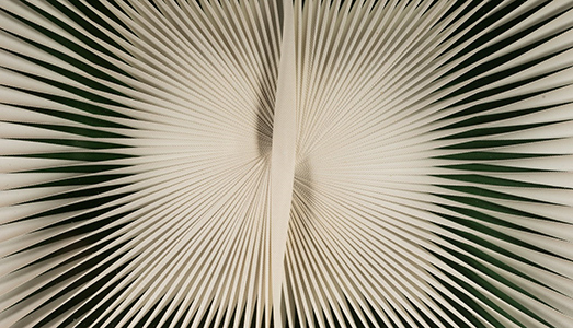 Tutti i nomi di Capitolium Art