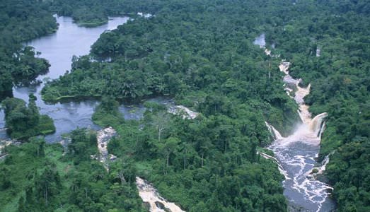 Sotheby’s salva le foreste