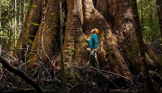 Finalmente il grande albero! | Finalmente il grande albero! |