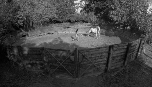 Cosa sognano gli animali? Siamo stati in Friuli Venezia Giulia, per la residenza di Rave East Village. Ecco il racconto Cosa sognano gli animali? Siamo stati in Friuli Venezia Giulia, per la residenza di Rave East Village. Ecco il racconto