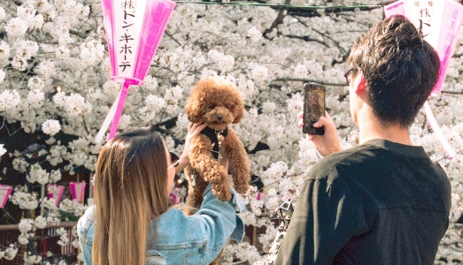 L’inizio della Primavera | L’inizio della Primavera |