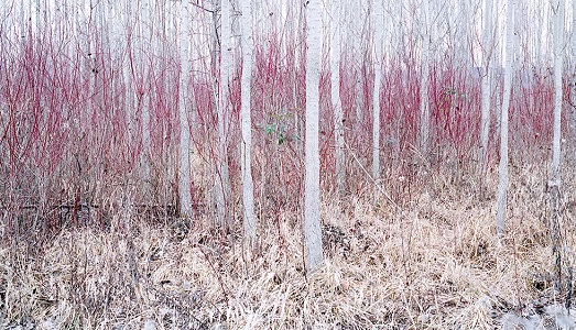 Il silenzio per Daniel Kovalovszky