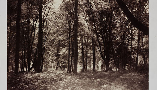 Gli alberi nella storia della fotografia