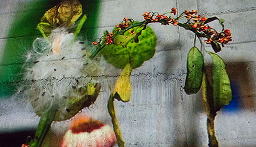 La fotografia in cartolina, con Tillimans e Parr