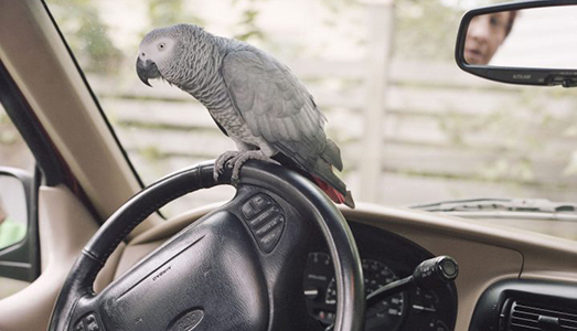 Gli insoliti animali domestici di Areca Roe