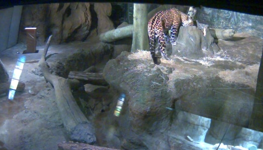 Irene Fenara a Merano con “Distant Eyes”