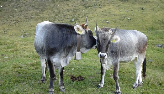 Il Carillon di Olaf Nicolai, a maggio al Museion di Bolzano