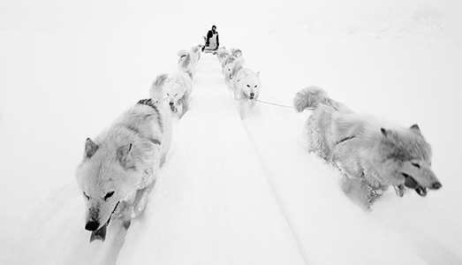 Artico. Ultima Frontiera™