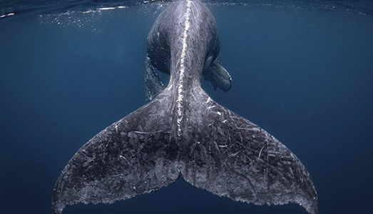 Il National Geographic Travel Photographer 2018 Il National Geographic Travel Photographer 2018