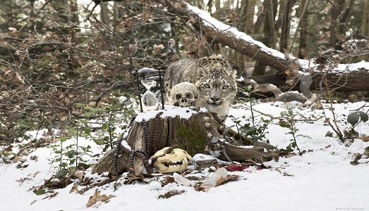 Il pianeta da salvare. A Londra, in mostra da Brun Fine Art, le fotografie di Anne de Corbuccia