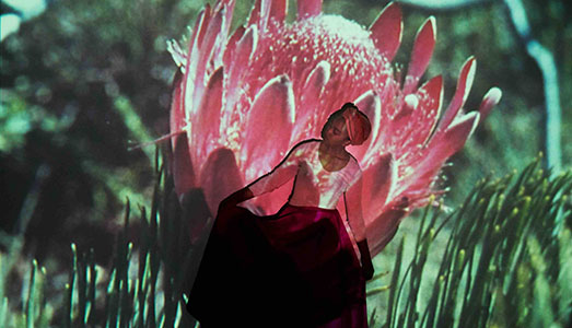 Pianta che vai, metafora che trovi