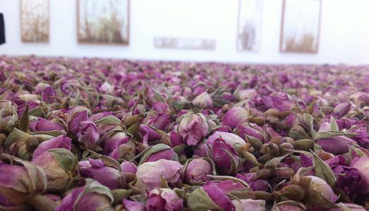 Venezia/Padiglioni. L’Olanda celebra il suo maestro, Herman De Vries, tra natura, uomo e divenire