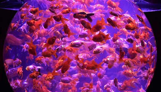 Quando un acquario diventa un’opera d’arte