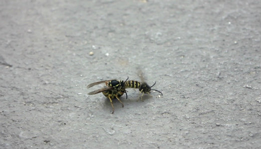 L’instabile struttura del fallimento. Alessandro Fonte da Srisa Project Space di Firenze