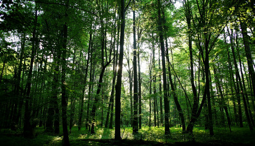 Andare per boschi, con Henri Thoreau e dieci artisti. Al via il progetto A Year in the woods