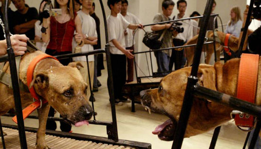 Gli animalisti ancora sul piede di guerra. Questa volta contro il Guggenheim di New York