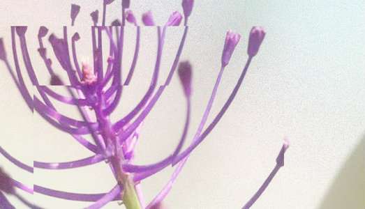 A Pergola, l’arte digitale trova terreno fertile. Al via la due giorni di Blooming Festival