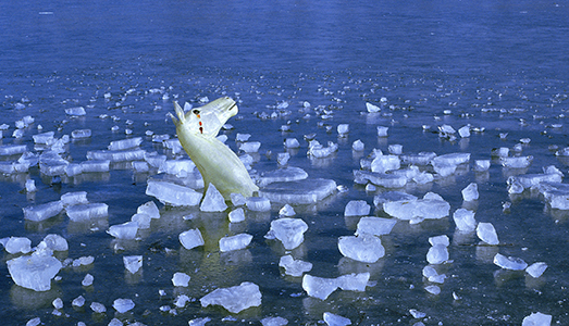 “La violenza quotidiana” diventa fotografia