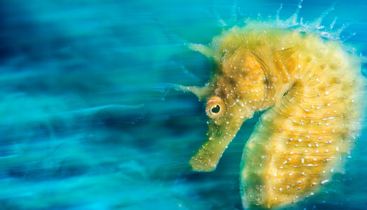 Un italiano sul podio.  | E sott’acqua