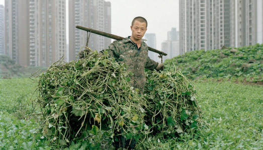 Cavolo fai da te Cavolo fai da te