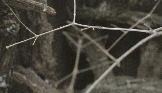 Io sono natura. | Mangrané a Lione Io sono natura. | Mangrané a Lione