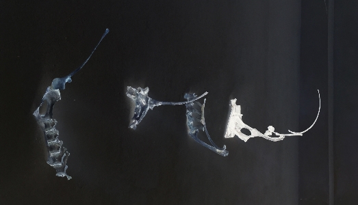 A Milano, Dimora Artica si trasforma con sette artisti, per una placida Art Night