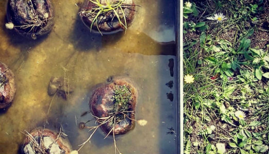 L’isola di carta. Al via la quarta edizione di Elba Book, festival di libri e d’arte