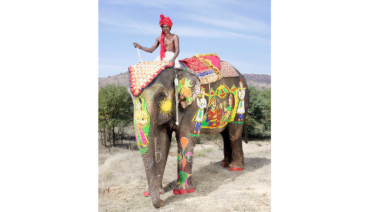 Viva l’elefantino indiano! Viva l’elefantino indiano!