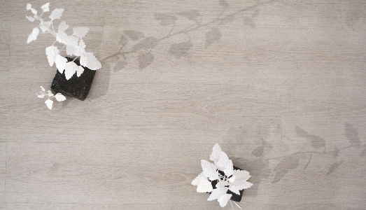 Qualcosa cresce per le strade di Roma. Da Chiaroscuro, le piante resistenti di David Salge