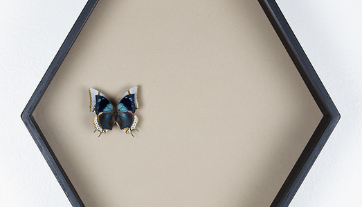 Fino al 5.XII.2015  | Zaelia Bishop, Col favore delle stelle  | Galleria Flaq, Parigi