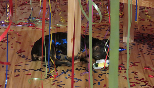 Animalisti contro Fabre Animalisti contro Fabre