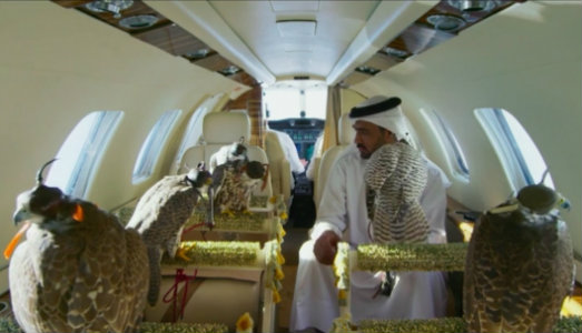 Falchi dorati e semi caduchi. La stagione del MAXXI riparte da Yuri Ancarani e Bruna Esposito