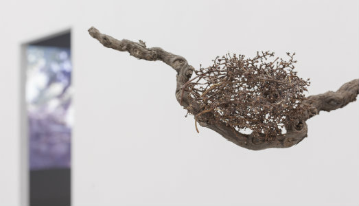 La silenziosa relazione tra uomo e ambiente. Filippo Leonardi alla Collicaligreggi di Catania