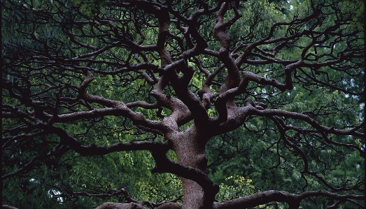 L’arte degli alberi alla Fondazione Cartier di Parigi