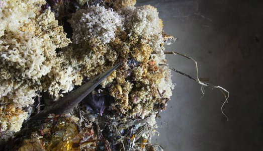 Qualcosa cresce dal suolo. Le creature fantasmatiche di Gabriele Silli in mostra a Roma