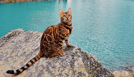 I migliori account dei gattini su Instagram