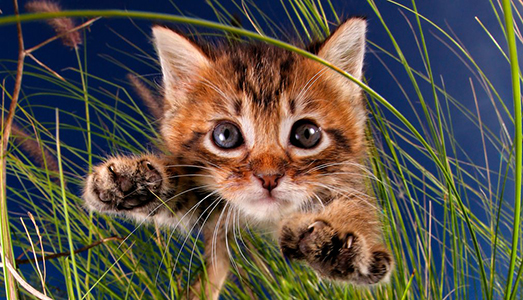 Il divo gatto Il divo gatto