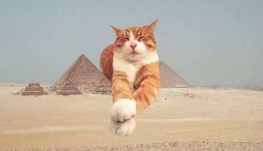 Tutti pazzi per i gatti!