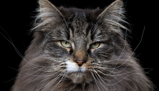 All’anima di un gatto!