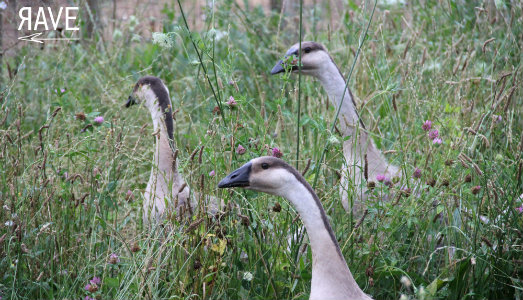L’animalità è una pratica di resistenza. A RAVE, al via la residenza di Giuseppe Stampone