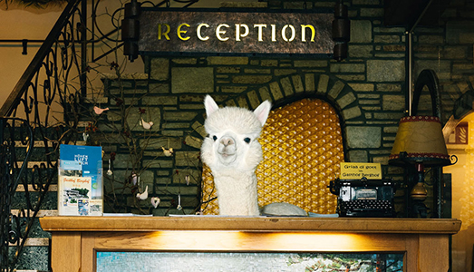 Un Alpaca per il 2019 Un Alpaca per il 2019