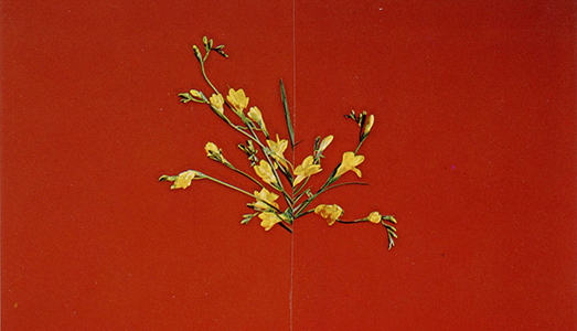 Gli Ikebana di Nicola Kloosterman