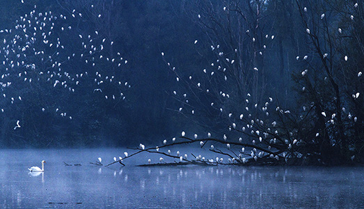 Naturalmente “wildlife”