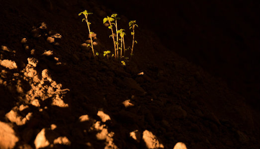 Intrepidi alla scoperta del Teatro Verdi di Ferrara. Ce ne parla il direttore artistico Andreco