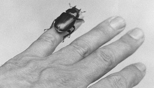 Il bello della tassonomia. Jochen Lempert vince il Camera Austria Award per la fotografia Il bello della tassonomia. Jochen Lempert vince il Camera Austria Award per la fotografia